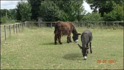 Val-de-Marne 2017, identifiez ces animaux !
