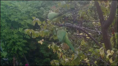 Val-de-Marne 2016, quels oiseaux voyez-vous sur la photo ?