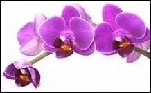 Quel est le symbole pour 55 ans de mariage ?