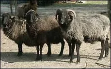 Combien d'annes de mariage symbolise l'astrakan ?