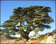 Combien d'annes de mariage symbolise le cdre ?