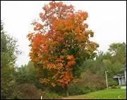 Combien d'annes de mariage symbolise l'rable ?