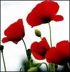 Combien d'annes de mariage symbolise le coquelicot ?