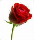 Quel est le symbole pour 17 ans de mariage ?