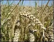 Combien d'annes de mariage symbolise le froment ?