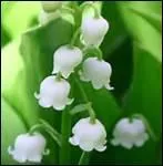 Combien d'annes de mariage symbolise le muguet ?