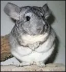 Combien d'annes de mariage symbolise le chinchilla ?