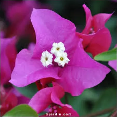 Au niveau de son exposition, il faut généralement le placer dans un endroit :