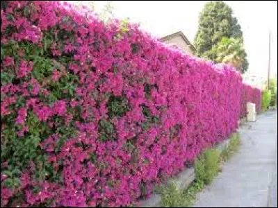 Cette plante doit son nom à l'explorateur :