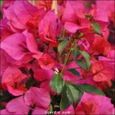 Cette plante est-elle suffisamment rustique pour supporter les gelées du nord de la France ?