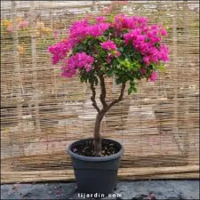 Quel type de plante est-ce ?