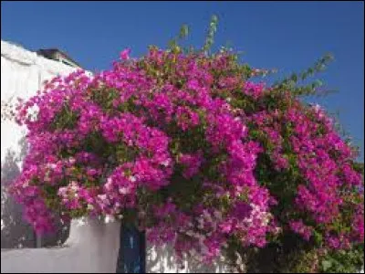 Il est conseillé de planter le bougainvillée en pleine terre seulement dans les régions chaudes du littoral ou du pourtour méditerranéen.