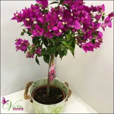 Dans le langage des fleurs, elle est synonyme d'aventure.