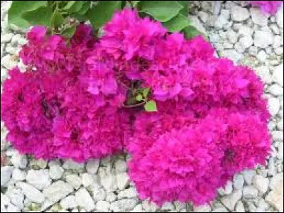 On dit qu'introduire des fleurs de bougainvillier dans la maison porte malheur. Où ça ?