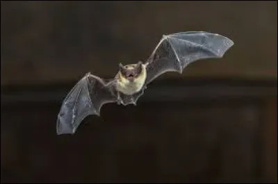 Comment dit-on "une chauve-souris" en anglais ?
