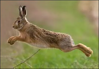 Quelle est la femelle du lièvre ?