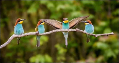 Quel oiseau préférez-vous ?