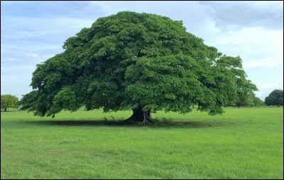 Quel arbre préférez-vous ?