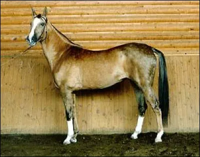 De quelle robe est ce cheval ?