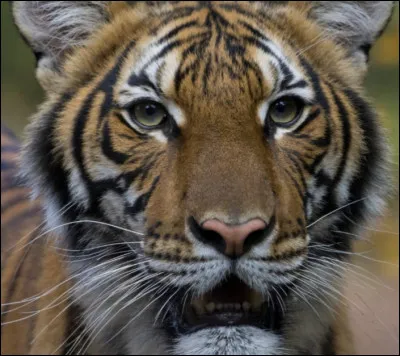 Quels animaux préfères-tu ?