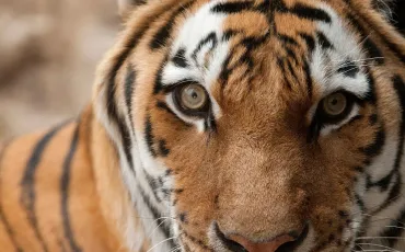 Quiz Animaux