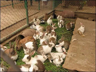 Quel nom donne-t-on &agrave; l'&eacute;levage des lapins domestiques ?