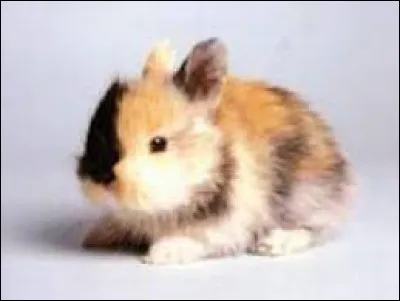 Laquelle de ces races de lapins n'existe pas ?