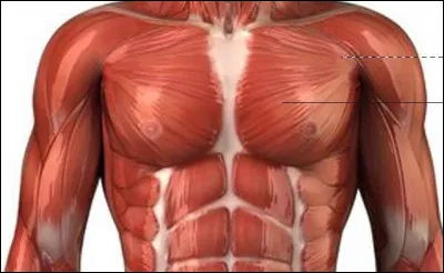 &Agrave; quelle partie du corps se rapporte l'adjectif "pectoral" ?