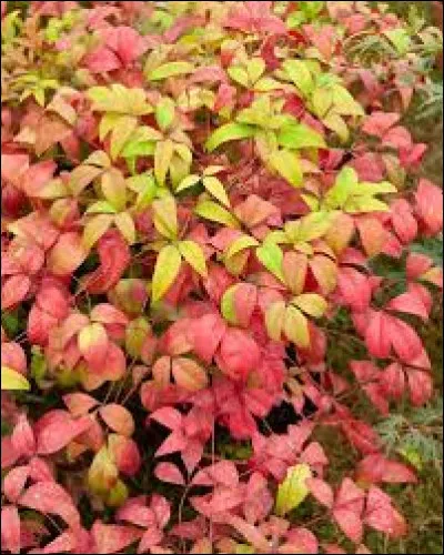 De quelle couleur sont les fleurs du bambou sacré ?