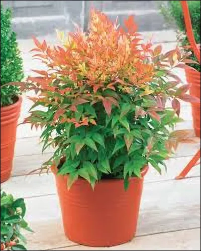 Est-il bien de placer cet arbuste à l'ombre ?