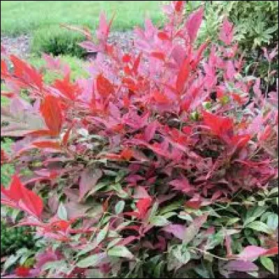 Quel est l'autre nom de ce bambou ?