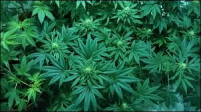 Quelle est votre position concernant la légalisation de la marijuana ?