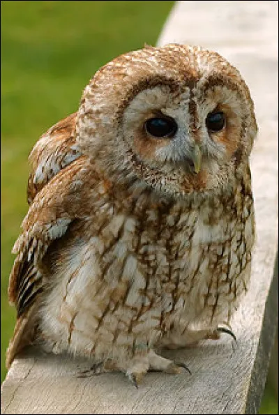 Quel est ce rapace nocturne à tête ronde aux yeux foncés entourés de disques faciaux gris ?