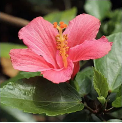 Quelle est cette plante à fleur vivace dotée d'une corolle à cinq pétales et d'étamines soudées ?