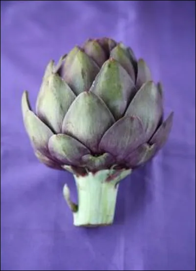 L'artichaut produit des petites fleurs jaunes.