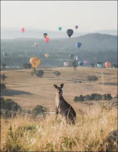 Le kangourou roux fait des bons de 9 m.