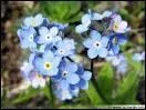 Myosotis