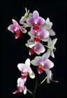Orchide