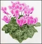 Cyclamen