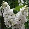 Lilas blanc