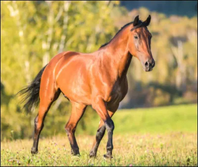 De quelle couleur est ce cheval ?