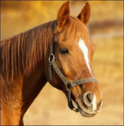 Quelle est l'émotion de ce cheval ?