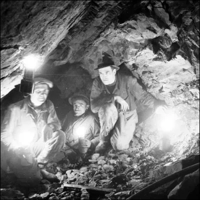 Quel oiseau &eacute;tait utilis&eacute; comme syst&egrave;me d'avertissement dans les mines ?