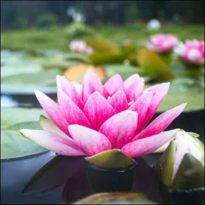 Quelle statue de personnage sacr&eacute; le repr&eacute;sente souvent en position du lotus ?