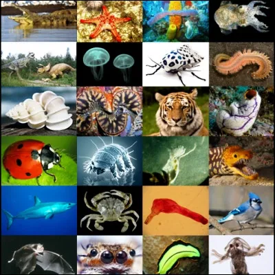 Quels animaux, parmi lesquels les pyrales, se cachent derri&egrave;re la d&eacute;nomination des h&eacute;t&eacute;roc&egrave;res ?