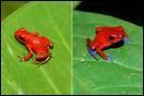 La plus petite grenouille du monde, faisant partie des amphibiens, est la Kenyaniserat.