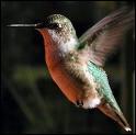 Le colibri est le plus petit des oiseaux puisqu'il mesure 6 centimètres, pèse 2 grammes, autant qu'une pièce de 1 centime d'euro et ses oeufs sont gros comme des petits pois.
