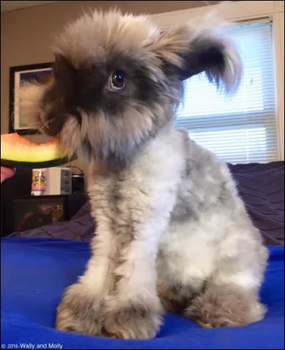 D'après toi, qui est cet animal ?