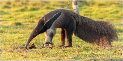 Quel est le nom du "grand fourmilier'', en photo ?