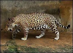 Quel est cet animal ?